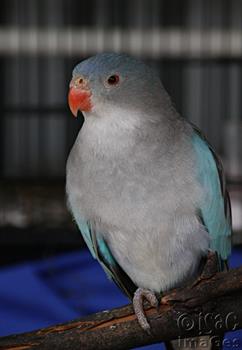 Parrot - Blue Princess